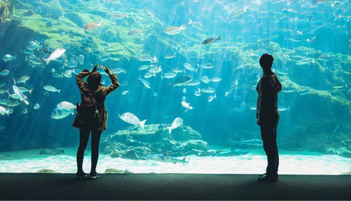 Dubai Aquarium & Underwater Zoo - Places to visit in dubai